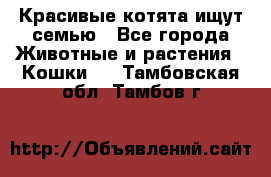Красивые котята ищут семью - Все города Животные и растения » Кошки   . Тамбовская обл.,Тамбов г.